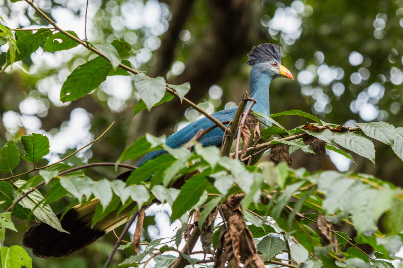 02 Oeganda, Kibale Forest, reuzentoerako.jpg